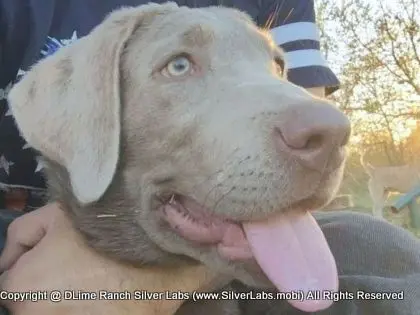 LADY LIBERTY - AKC Silver Lab Female @ Dlime Ranch Silver Lab Puppies  20 