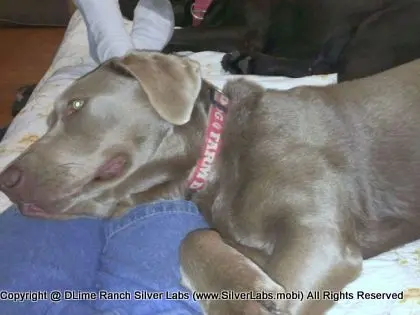 LADY LIBERTY - AKC Silver Lab Female @ Dlime Ranch Silver Lab Puppies  22 