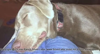 LADY LIBERTY - AKC Silver Lab Female @ Dlime Ranch Silver Lab Puppies  23 
