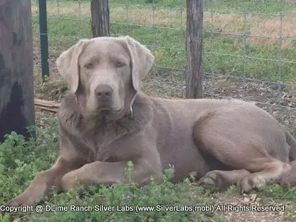 LADY LIBERTY - AKC Silver Lab Female @ Dlime Ranch Silver Lab Puppies  24 