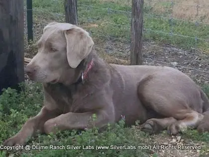 LADY LIBERTY - AKC Silver Lab Female @ Dlime Ranch Silver Lab Puppies  25 