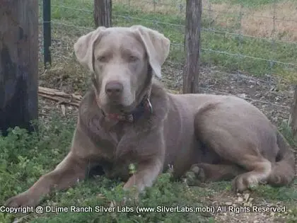 LADY LIBERTY - AKC Silver Lab Female @ Dlime Ranch Silver Lab Puppies  26 