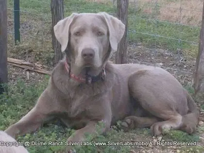 LADY LIBERTY - AKC Silver Lab Female @ Dlime Ranch Silver Lab Puppies  27 