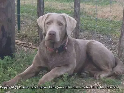 LADY LIBERTY - AKC Silver Lab Female @ Dlime Ranch Silver Lab Puppies  28 