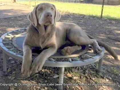 LADY LIBERTY - AKC Silver Lab Female @ Dlime Ranch Silver Lab Puppies  34 