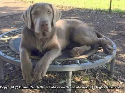 LADY LIBERTY - AKC Silver Lab Female @ Dlime Ranch Silver Lab Puppies  35 