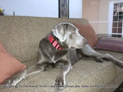 LADY LIBERTY - AKC Silver Lab Female @ Dlime Ranch Silver Lab Puppies  36 