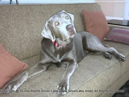 LADY LIBERTY - AKC Silver Lab Female @ Dlime Ranch Silver Lab Puppies  37 