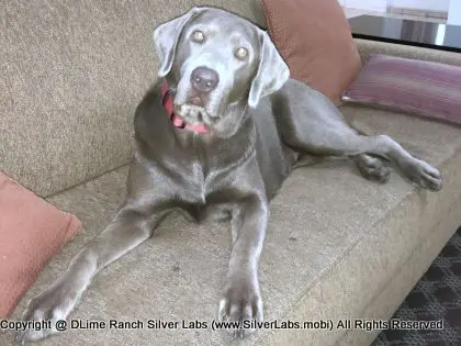 LADY LIBERTY - AKC Silver Lab Female @ Dlime Ranch Silver Lab Puppies  38 