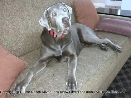 LADY LIBERTY - AKC Silver Lab Female @ Dlime Ranch Silver Lab Puppies  39 