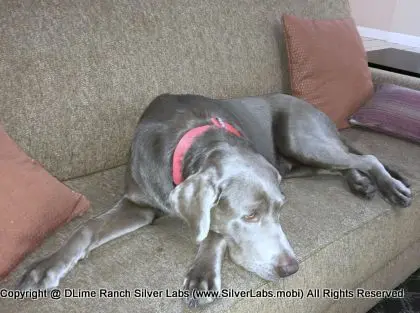 LADY LIBERTY - AKC Silver Lab Female @ Dlime Ranch Silver Lab Puppies  40 