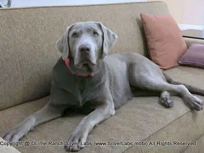 LADY LIBERTY - AKC Silver Lab Female @ Dlime Ranch Silver Lab Puppies  41 
