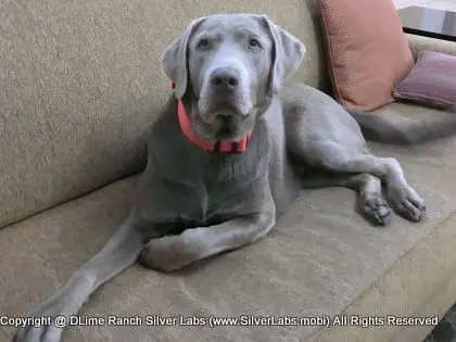 LADY LIBERTY - AKC Silver Lab Female @ Dlime Ranch Silver Lab Puppies  42 