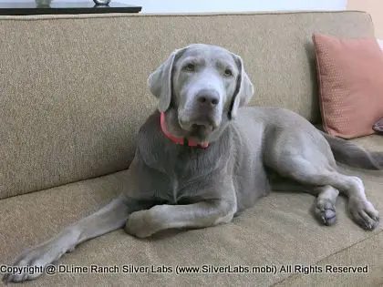 LADY LIBERTY - AKC Silver Lab Female @ Dlime Ranch Silver Lab Puppies  43 
