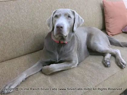 LADY LIBERTY - AKC Silver Lab Female @ Dlime Ranch Silver Lab Puppies  44 