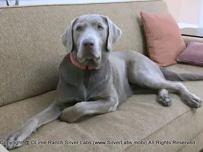LADY LIBERTY - AKC Silver Lab Female @ Dlime Ranch Silver Lab Puppies  45 