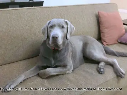 LADY LIBERTY - AKC Silver Lab Female @ Dlime Ranch Silver Lab Puppies  46 