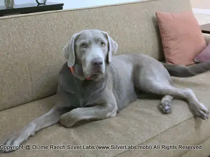 LADY LIBERTY - AKC Silver Lab Female @ Dlime Ranch Silver Lab Puppies  47 