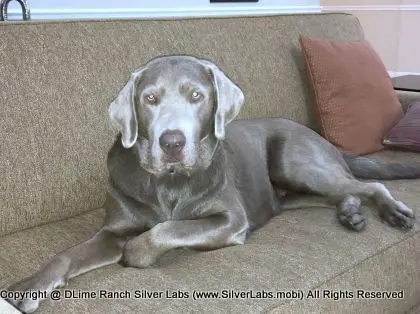 LADY LIBERTY - AKC Silver Lab Female @ Dlime Ranch Silver Lab Puppies  48 