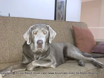 LADY LIBERTY - AKC Silver Lab Female @ Dlime Ranch Silver Lab Puppies  49 