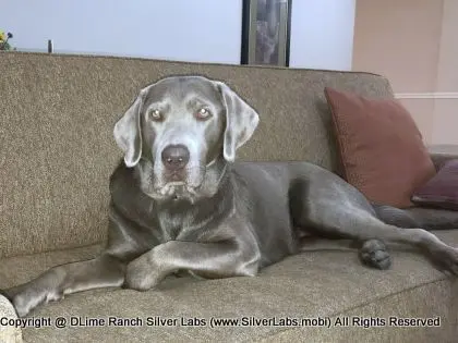 LADY LIBERTY - AKC Silver Lab Female @ Dlime Ranch Silver Lab Puppies  50 