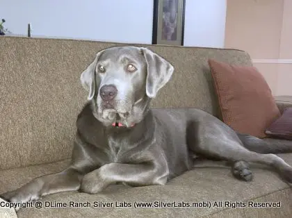 LADY LIBERTY - AKC Silver Lab Female @ Dlime Ranch Silver Lab Puppies  51 
