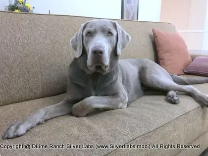 LADY LIBERTY - AKC Silver Lab Female @ Dlime Ranch Silver Lab Puppies  52 
