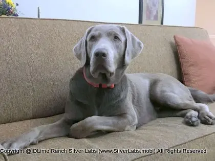 LADY LIBERTY - AKC Silver Lab Female @ Dlime Ranch Silver Lab Puppies  53 