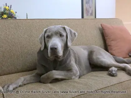 LADY LIBERTY - AKC Silver Lab Female @ Dlime Ranch Silver Lab Puppies  54 