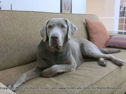 LADY LIBERTY - AKC Silver Lab Female @ Dlime Ranch Silver Lab Puppies  55 