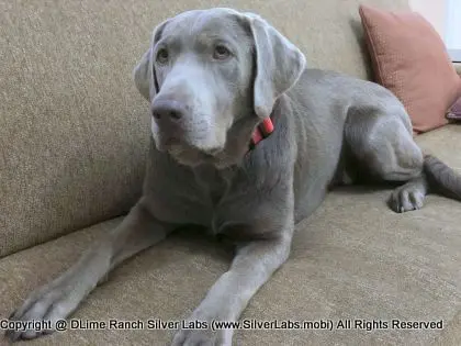 LADY LIBERTY - AKC Silver Lab Female @ Dlime Ranch Silver Lab Puppies  56 
