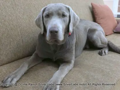LADY LIBERTY - AKC Silver Lab Female @ Dlime Ranch Silver Lab Puppies  57 
