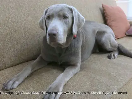 LADY LIBERTY - AKC Silver Lab Female @ Dlime Ranch Silver Lab Puppies  58 