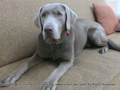 LADY LIBERTY - AKC Silver Lab Female @ Dlime Ranch Silver Lab Puppies  59 