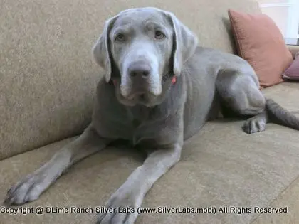 LADY LIBERTY - AKC Silver Lab Female @ Dlime Ranch Silver Lab Puppies  60 