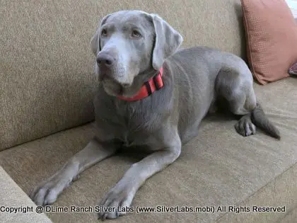 LADY LIBERTY - AKC Silver Lab Female @ Dlime Ranch Silver Lab Puppies  61 