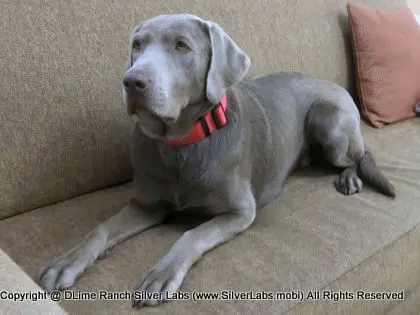 LADY LIBERTY - AKC Silver Lab Female @ Dlime Ranch Silver Lab Puppies  62 