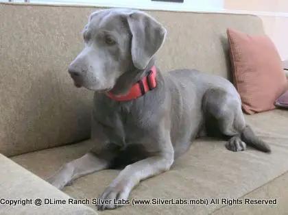 LADY LIBERTY - AKC Silver Lab Female @ Dlime Ranch Silver Lab Puppies  63 