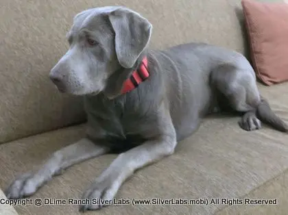 LADY LIBERTY - AKC Silver Lab Female @ Dlime Ranch Silver Lab Puppies  64 