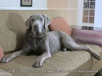 LADY LIBERTY - AKC Silver Lab Female @ Dlime Ranch Silver Lab Puppies  65 