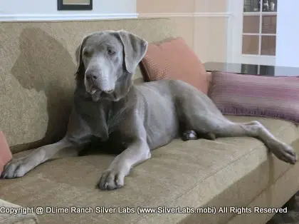 LADY LIBERTY - AKC Silver Lab Female @ Dlime Ranch Silver Lab Puppies  66 