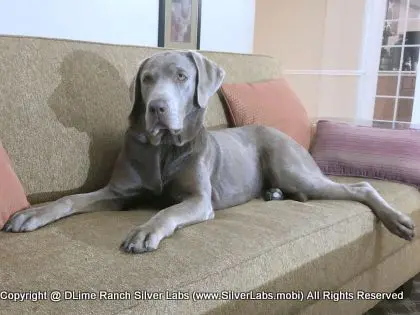LADY LIBERTY - AKC Silver Lab Female @ Dlime Ranch Silver Lab Puppies  67 