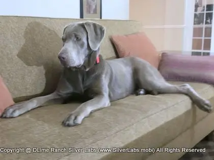 LADY LIBERTY - AKC Silver Lab Female @ Dlime Ranch Silver Lab Puppies  68 