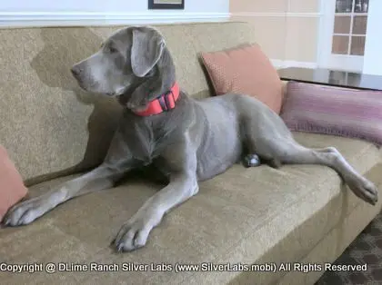 LADY LIBERTY - AKC Silver Lab Female @ Dlime Ranch Silver Lab Puppies  69 