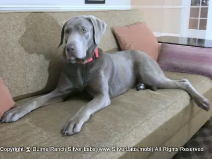 LADY LIBERTY - AKC Silver Lab Female @ Dlime Ranch Silver Lab Puppies  70 