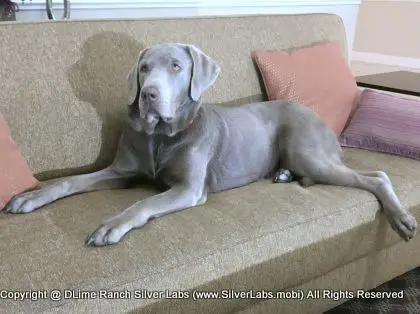 LADY LIBERTY - AKC Silver Lab Female @ Dlime Ranch Silver Lab Puppies  71 
