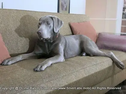 LADY LIBERTY - AKC Silver Lab Female @ Dlime Ranch Silver Lab Puppies  72 