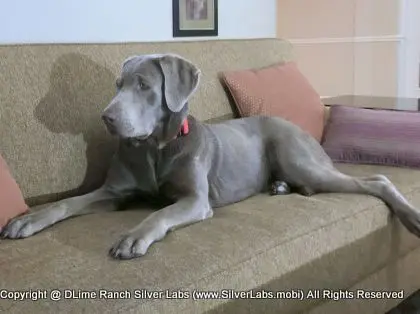 LADY LIBERTY - AKC Silver Lab Female @ Dlime Ranch Silver Lab Puppies  73 