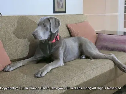 LADY LIBERTY - AKC Silver Lab Female @ Dlime Ranch Silver Lab Puppies  74 