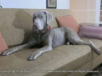 LADY LIBERTY - AKC Silver Lab Female @ Dlime Ranch Silver Lab Puppies  75 